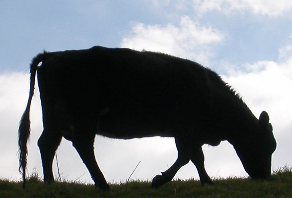 yeovil cow