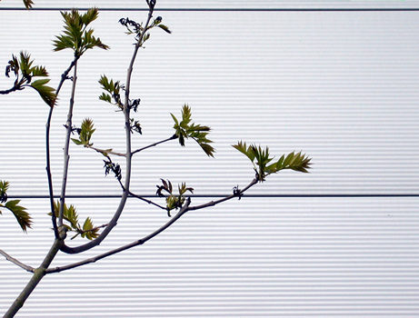 yeovil tree
