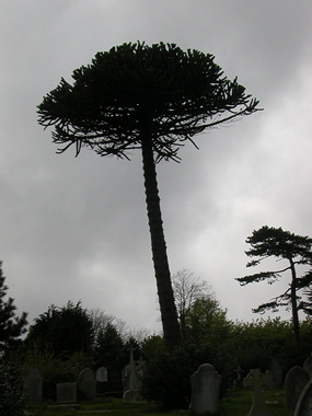 weymouth tree