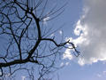 Tree and sky, Weymouth