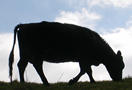 Cow, Yeovil