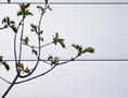Tree and cinema, Yeovil