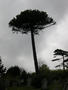 Monkey puzzle tree, Weymouth