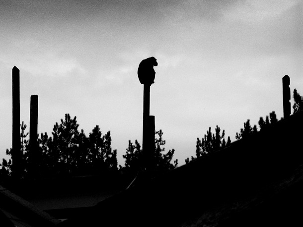 Chimpanzee, Monkeyworld