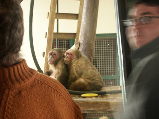 Monkeys, Monkeyworld