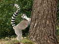 Lemur, Monkeyworld