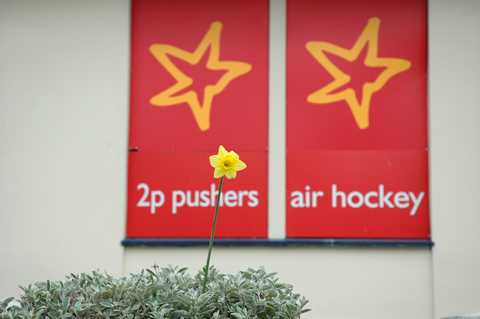 Daffodil, West Bay, Dorset