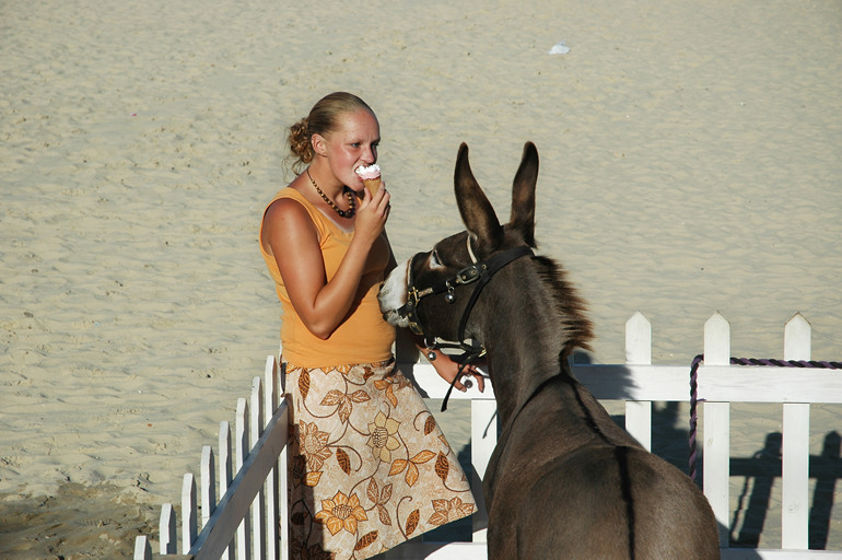 Donkey and ice cream, Weymouth
