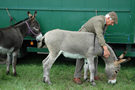 Donkeys, Melplash Show