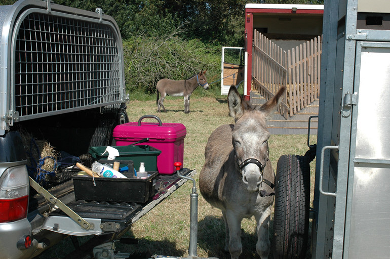 Donkeys, Melplash Show