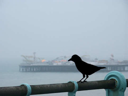 Crow and pier, Brighton