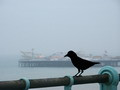 Crow and pier, Brighton