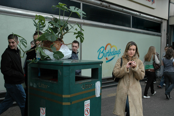 Pot plant, Bournemouth