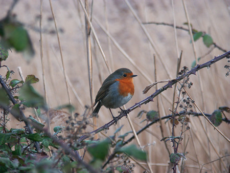 Robin