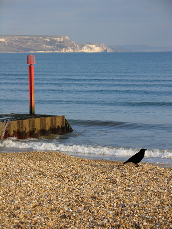 Crow, Weymouth