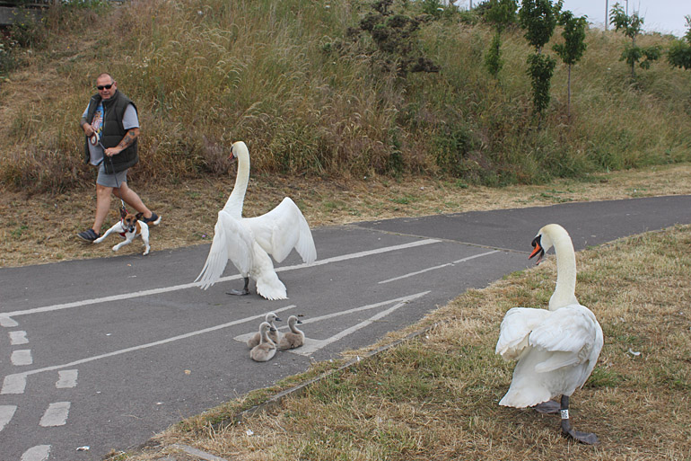 Swans protecting their cygnets from a passing dog. Weymouth, 2018