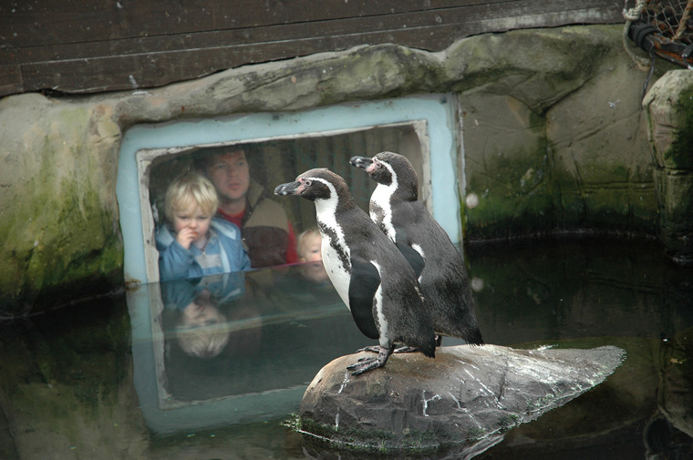 penguins