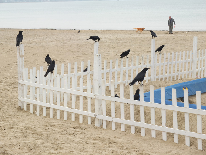 Weymouth on crutches. Photo 3