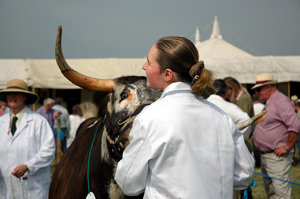 Country Show. Photo 1. Longhorn at the Dorset County Show, 2005