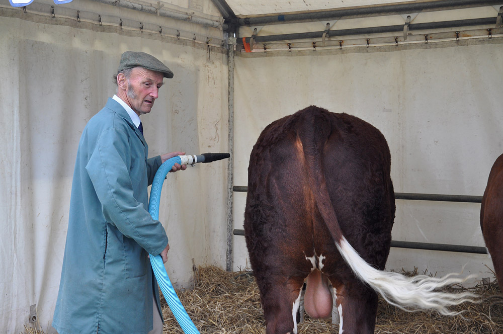 Country show. Photo 3. Preparing cattle for show at the Dorset County Show, 2010