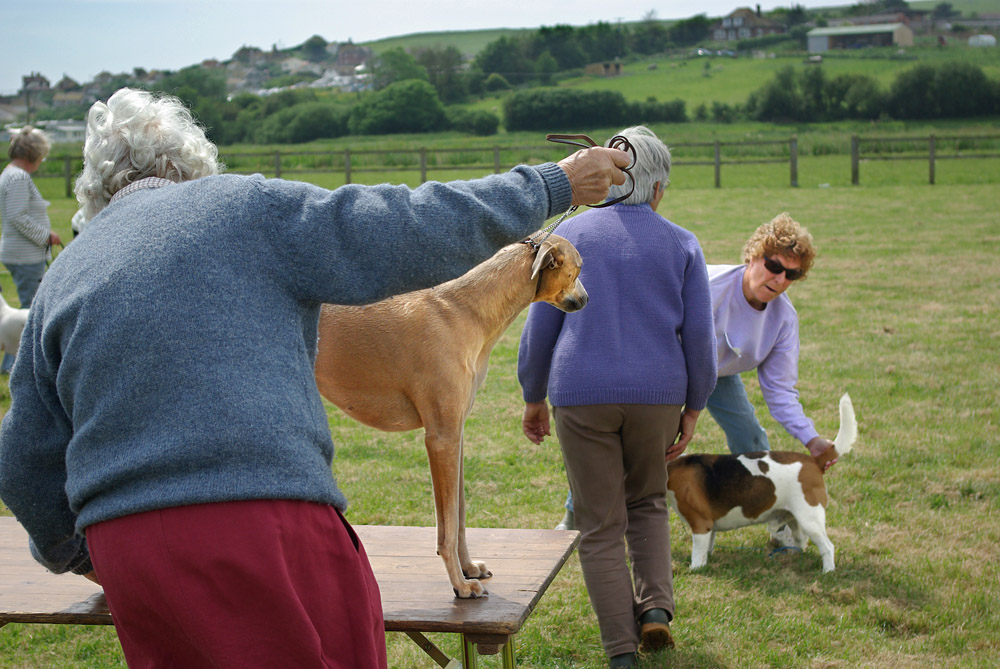 Country Show. Photo 15. Dogs being judged, Brit Valley dog show, 2008.