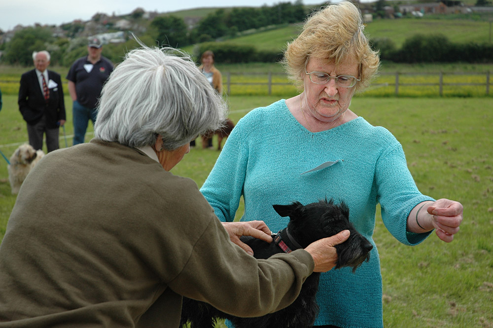 Country Show. Photo 16. Dog judging time on a table, Brit Valley dog show, 2006