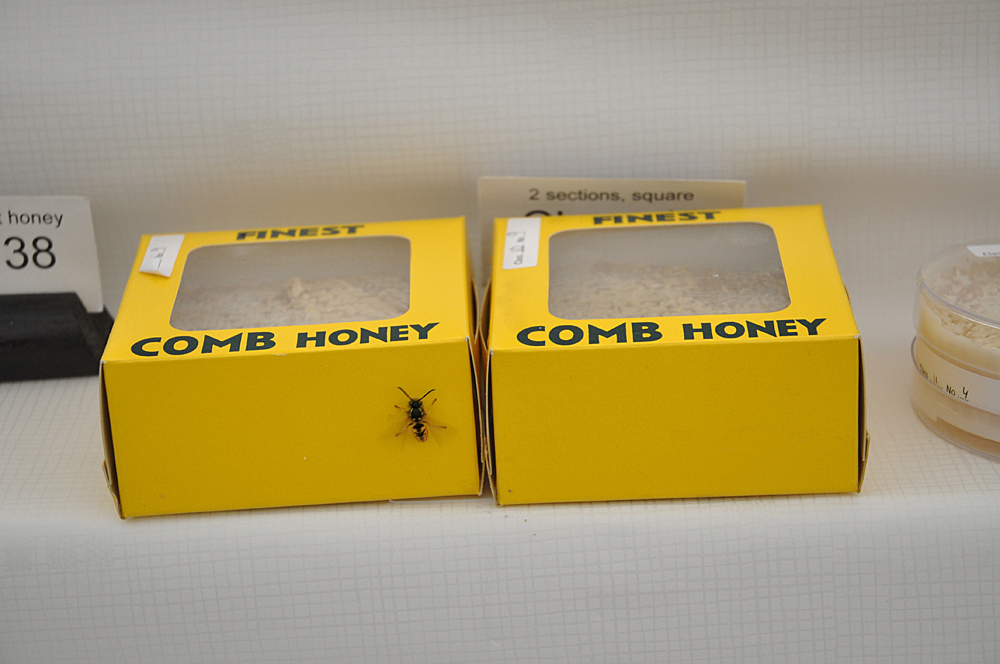 Country Show. Photo 36. Wasp vs bees at the Dorset County Show, 2015