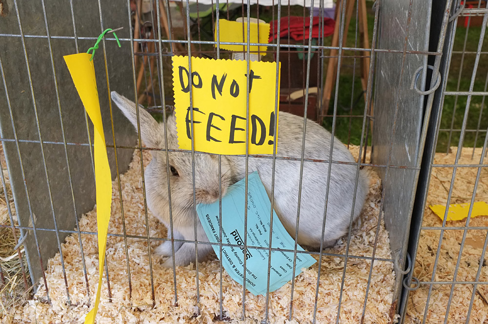 Country Show. Photo 38. Rabbit eating its own prize at the Dorset County Show, 2015. Second prize.
