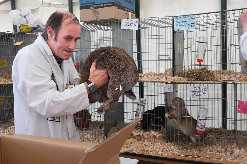 Country Show. Photo 39. Rabbit being sold and put into box at the Dorset County Show, 2014.