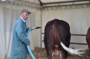 Preparing cattle for show