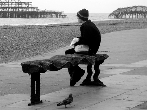 Pigeon, Brighton