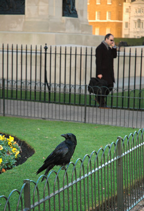 Crow, London