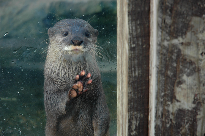 Otter