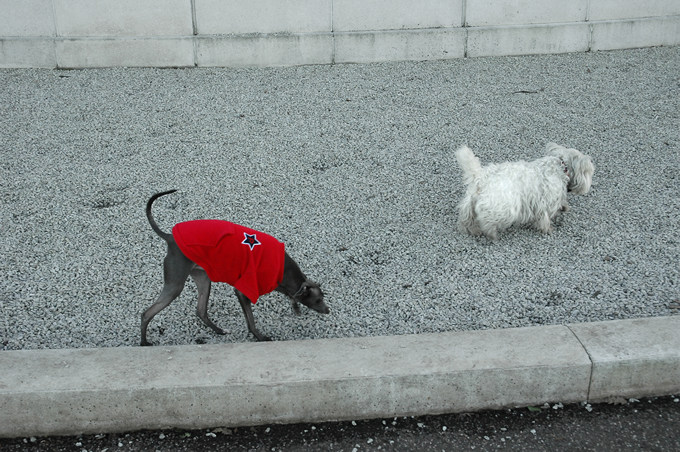 Dogs, Battersea Park, London