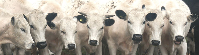 Cows I
