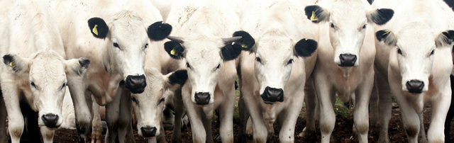 Cows II