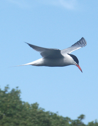 Tern