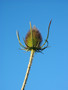 Teasel