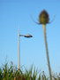 Vague teasel