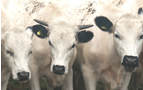 Cows, Weymouth