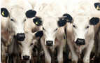 More cows, Weymouth