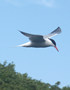 Tern