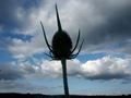 Violent teasel