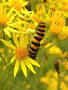 Cinnabar caterpillar