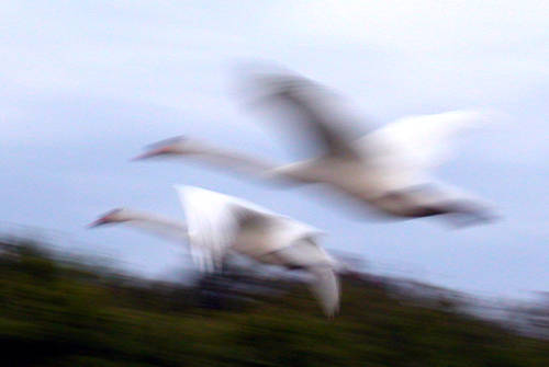 flying swans