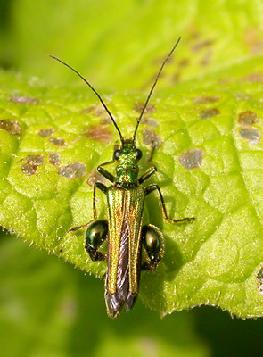 insect with shiny legs