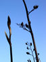 Plants and sky, Weymouth