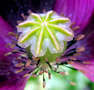 Poppy close-up