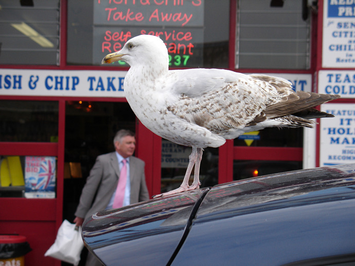 Scavenging, Weymouth