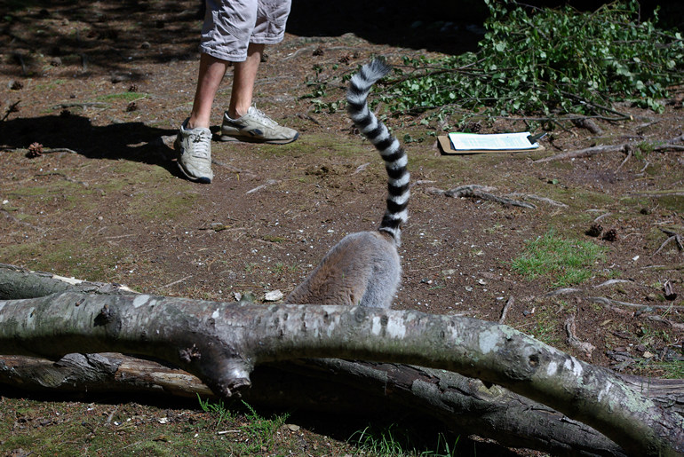 Lemur